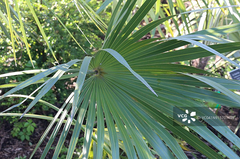 大叶棕榈(leucothrinax morrisii)的特写图片素材