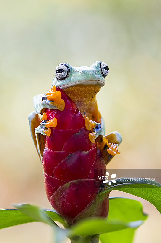 爪哇树蛙在花蕾上图片素材