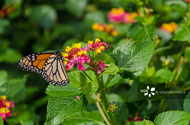 一只迁徙的黑脉金斑蝶正在吃德克萨斯州本土的野花图片素材