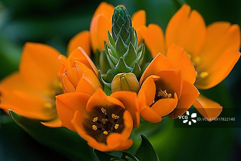 橙色开花植物特写镜头图片素材