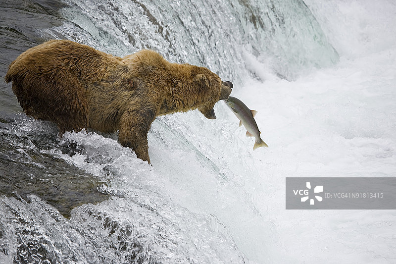 阿拉斯加棕熊捕鲑鱼图片素材