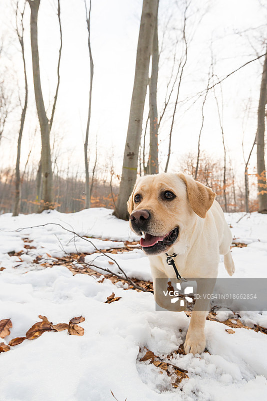 冬季在森林里奔跑的拉布拉多寻回犬图片素材