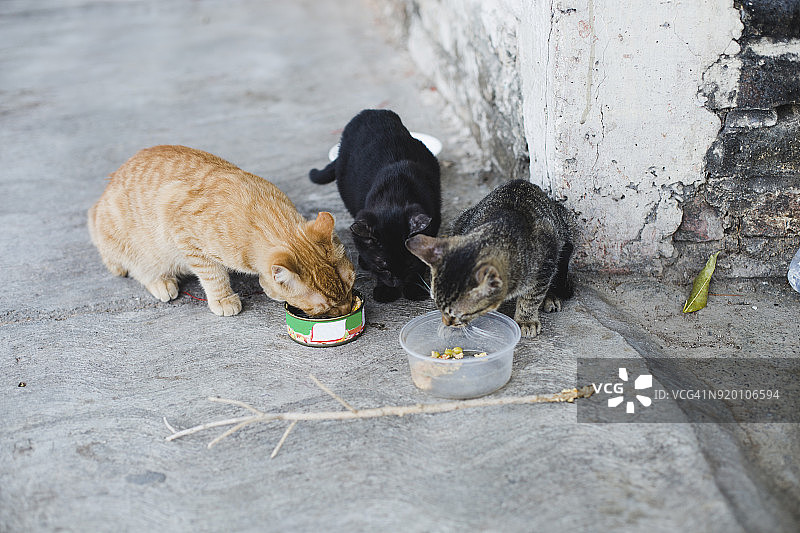 三只流浪小猫在墨西哥布切里亚斯的街道上吃东西图片素材