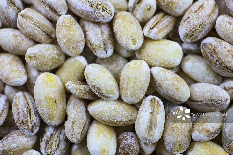 全帧拍摄的珍珠大麦颗粒，微距拍摄。传统的食品。图片素材