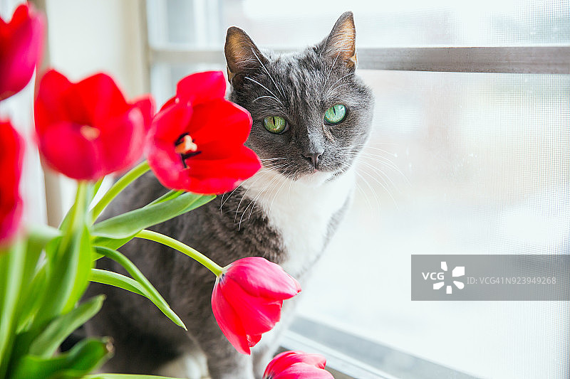 春天的花旁边有一只绿眼睛的灰猫图片素材