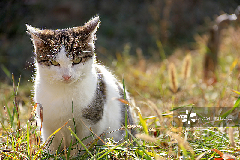 小猫从草丛中愤怒地望着图片素材