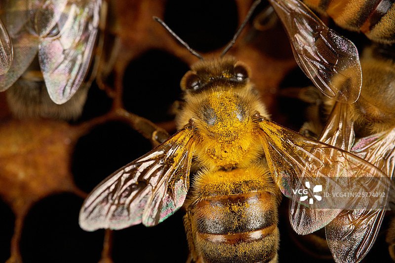 在蜂箱里被花粉覆盖的蜜蜂。图片素材