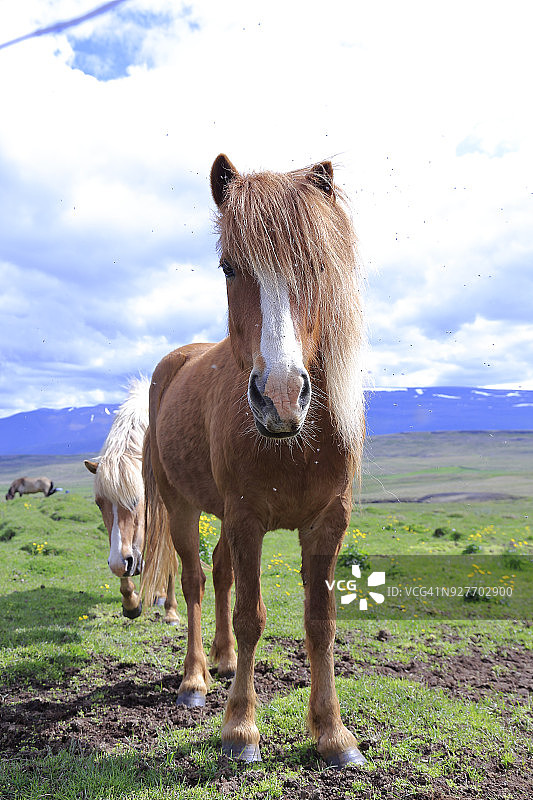 冰岛马系列图片素材