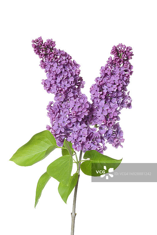 紫色的丁香花(紫丁香)花在白色的背景。图片素材