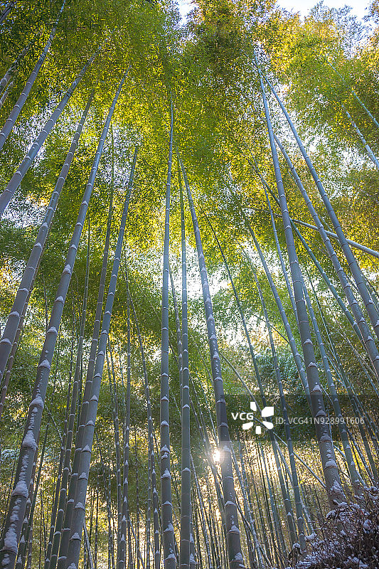 岚山竹林中从低角度拍摄的高大竹林。图片素材
