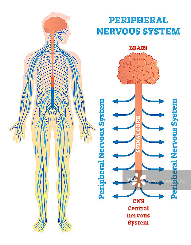 周围神经系统，脑、脊髓、神经医学载体图解。图片素材