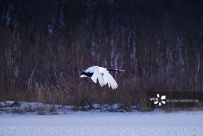 丹顶鹤在雪中飞翔。图片素材