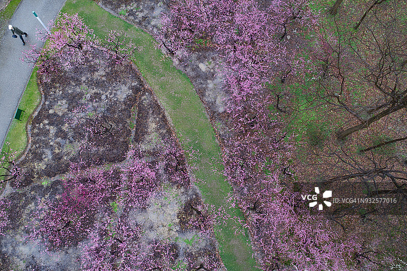 鸟瞰图梅花公园在春天的季节，中国上海图片素材