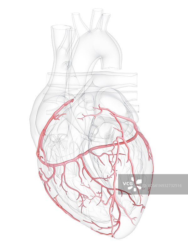 人心脏冠状动脉，插图图片素材