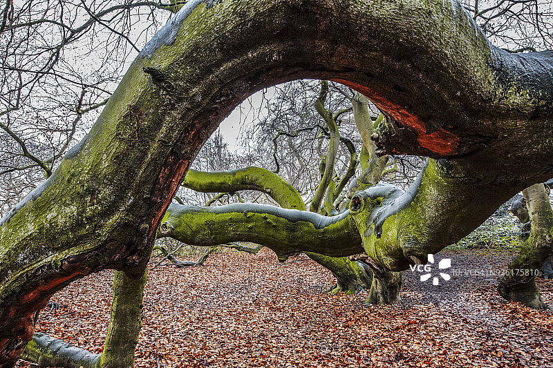 侏儒山毛榉，Süntelbuche在一个冬天的一天在一个公园。图片素材