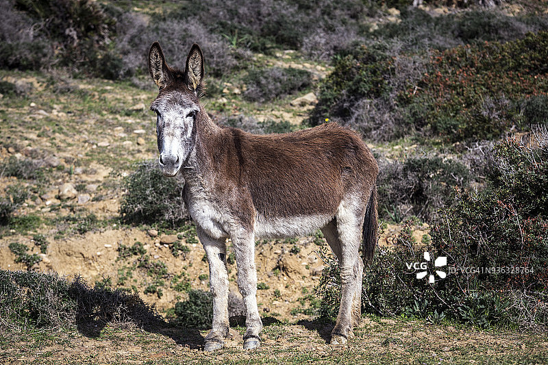 西班牙安达卢西亚加的斯塔里法海峡自然公园，一头站在田野里的驴图片素材