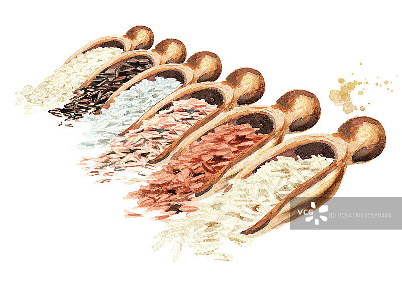 不同水稻品种的勺子。水彩手绘插图，孤立的白色背景图片素材