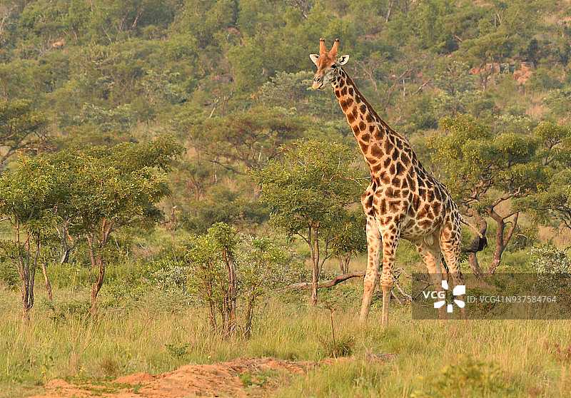 南非的野生长颈鹿图片素材