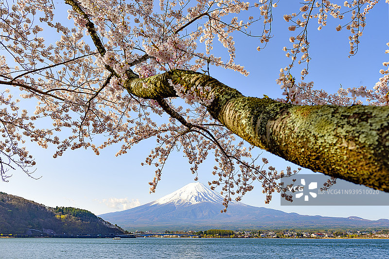 富士山和樱花枝在川口湖的春天图片素材