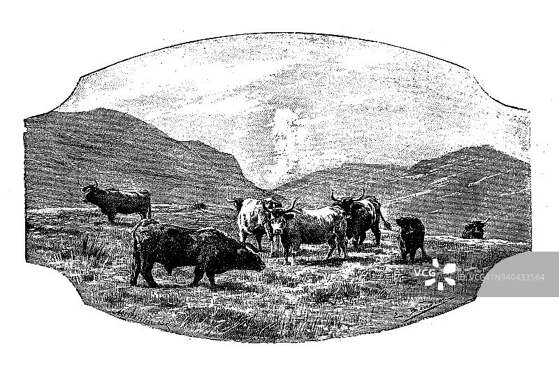 英格兰，苏格兰和爱尔兰的古玩插图:高地牛图片素材