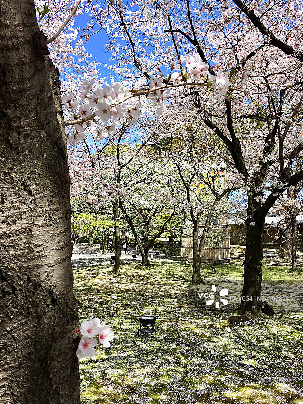 日本的樱花图片素材