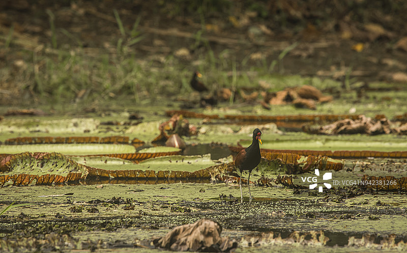 Pacaya Samiria国家保护区- Iquitos -秘鲁图片素材