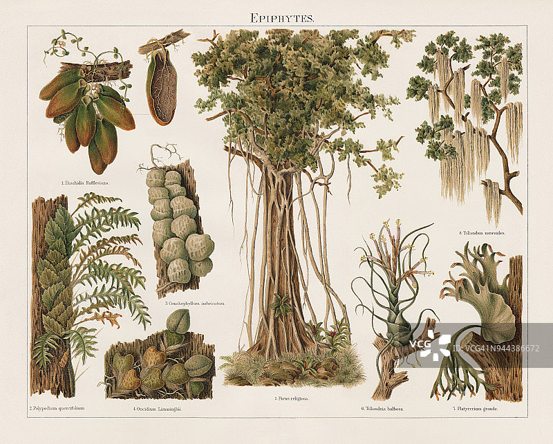 附生植物，石版，1897年出版图片素材