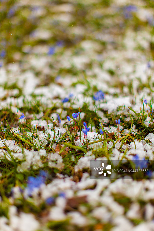 花在初春的雪地里生长图片素材