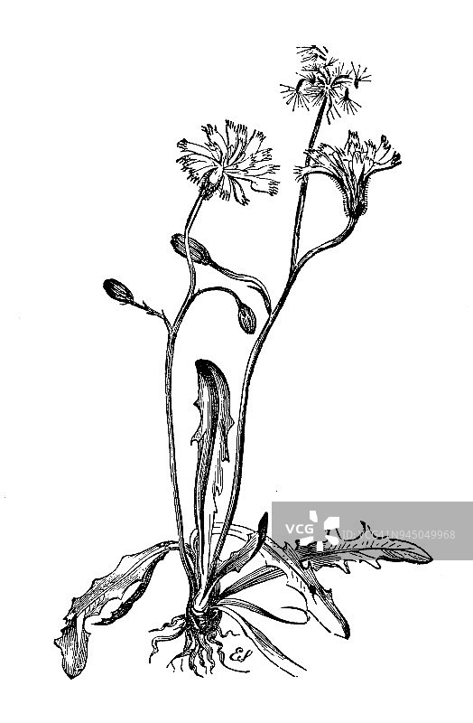 植物学植物仿古雕刻插图:Scorzoneroides autumnalis (autumn hawkbit)图片素材