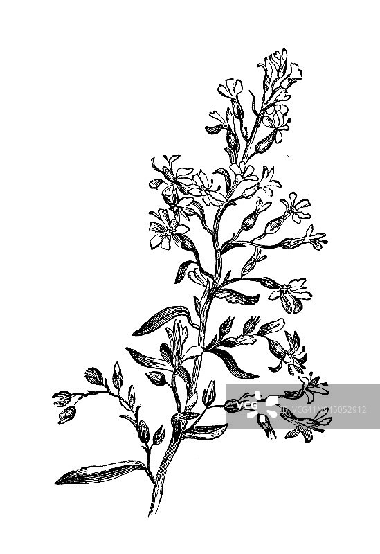 植物学植物仿古雕刻插图:黄花一枝黄花(欧洲黄花、金丝草)图片素材