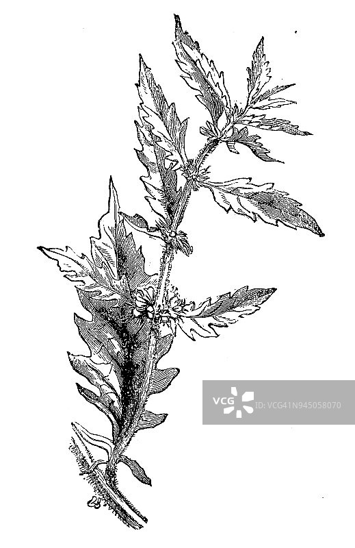 植物学植物仿古雕刻插图:石蒜(吉士草、吉士草、喇叭草)图片素材