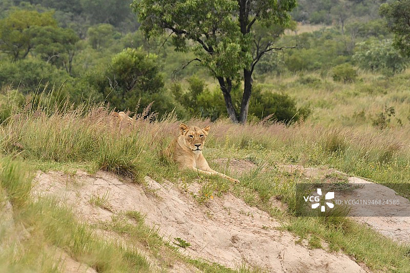 一只野生狮子在非洲的摄影旅行中休息图片素材