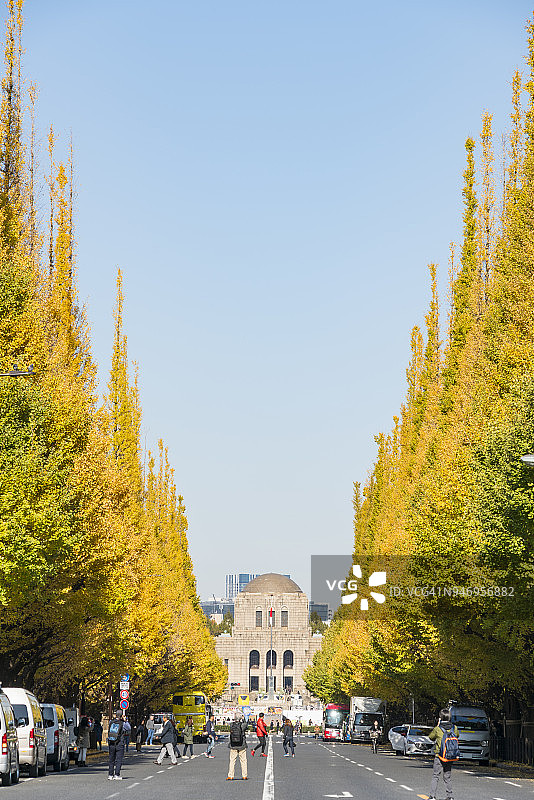 2017年11月17日，在日本东京千代田区神宫Gaien，人们在蓝天下拍摄银杏树。图片素材