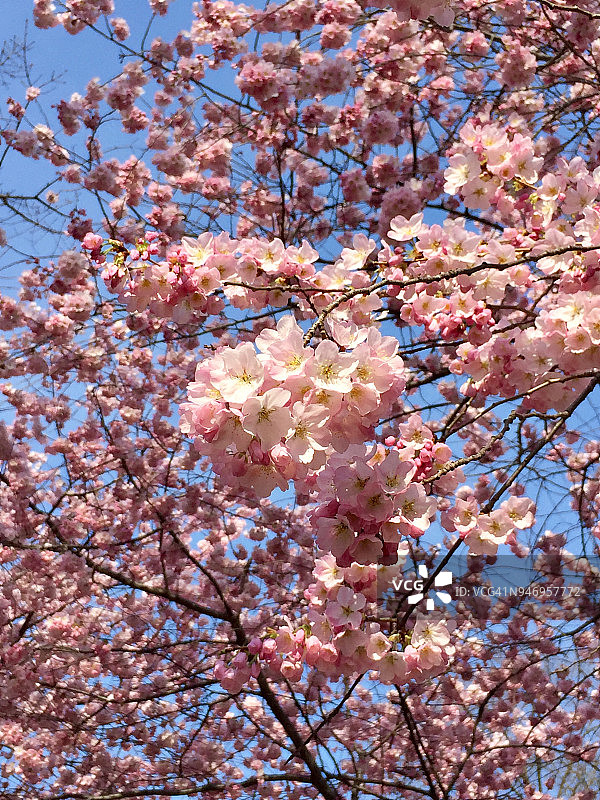 樱花在晴朗的蓝天下盛开图片素材