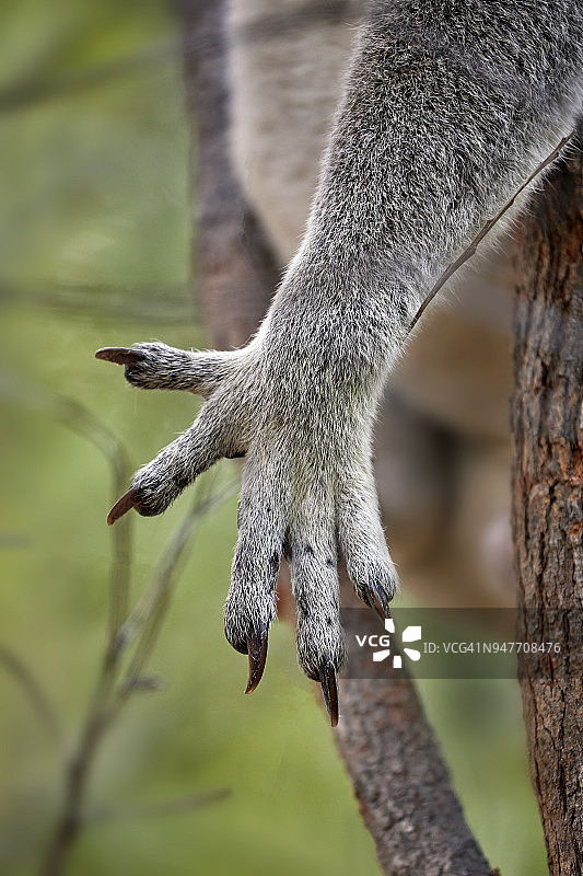 磁岛桉树上的野生雄性考拉的尖锐爪子的特写图片素材
