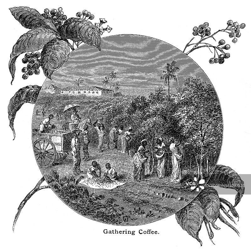 1883年收集咖啡版画图片素材