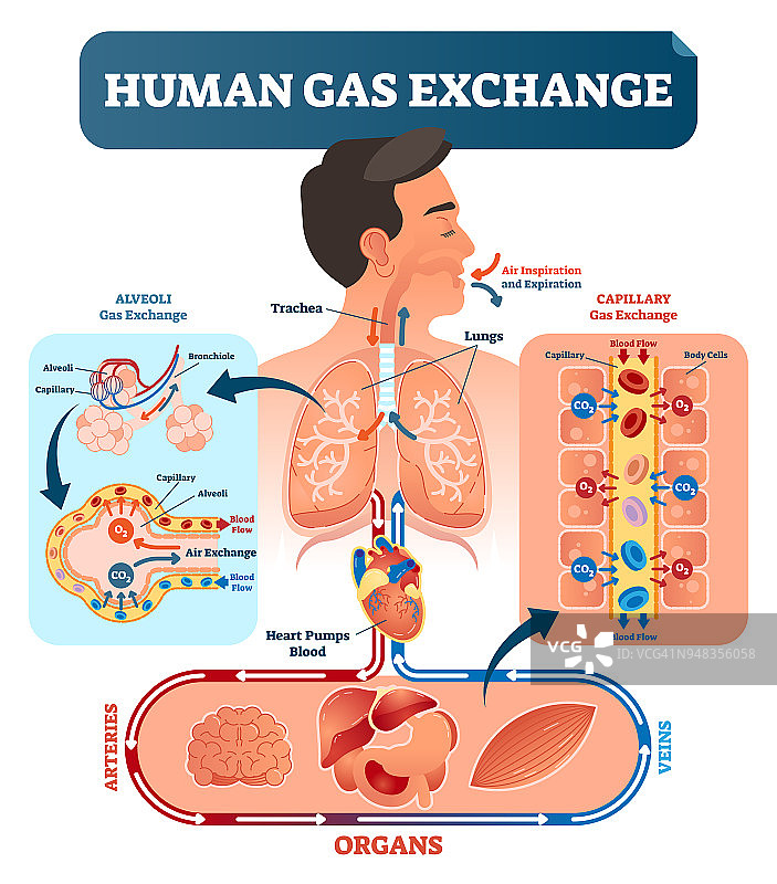 人体气体交换系统矢量图。氧气从肺到心脏，再到身体的所有细胞，最后以二氧化碳的形式返回肺。图片素材