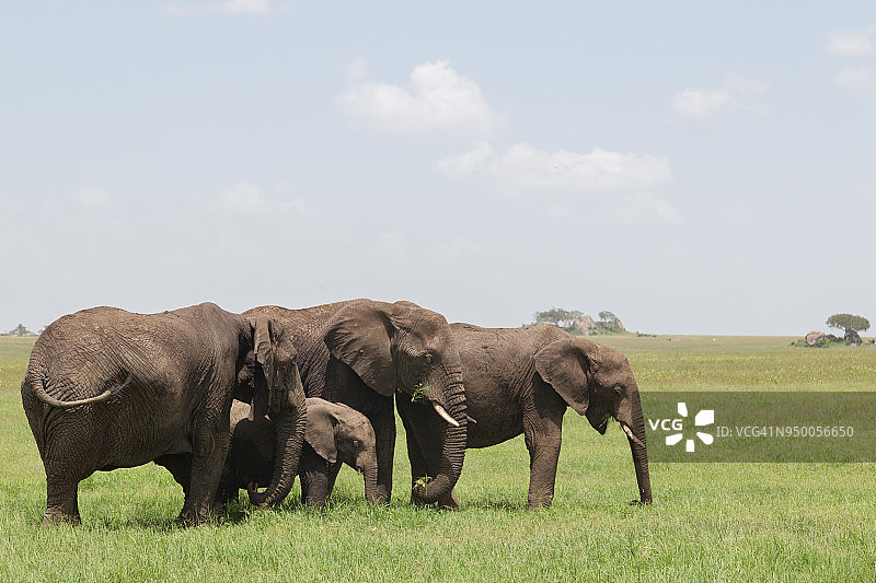 大象家庭牧场图片素材