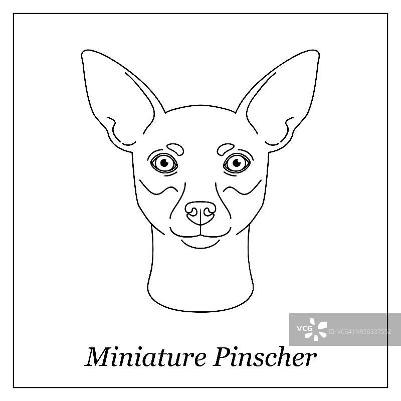孤立的黑色轮廓头部的微型品舍在白色的背景。线条卡通犬种肖像。图片素材