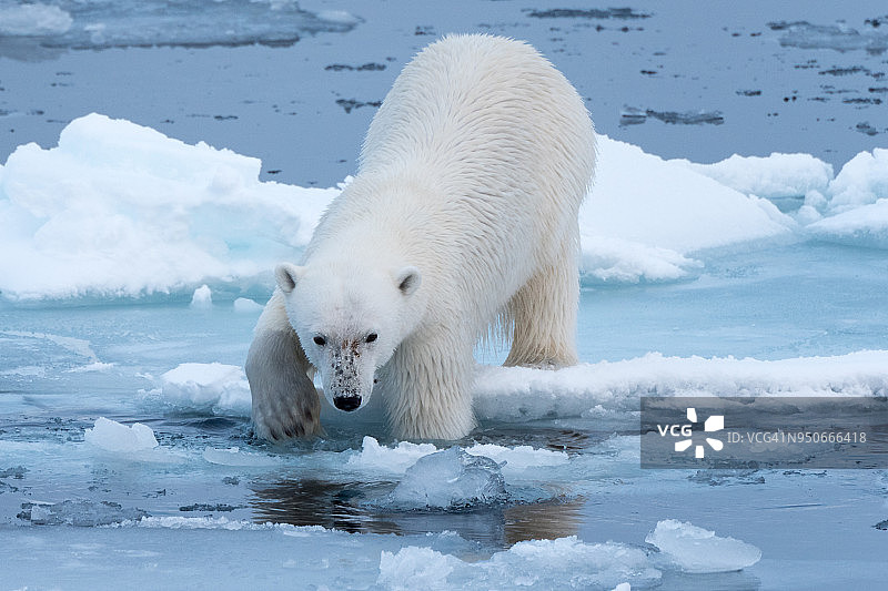 一只北极熊试探性地进入水中图片素材