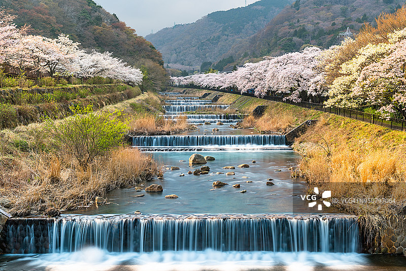 日本箱根，樱花盛开的河流。4月日本箱根的春天。(天)图片素材