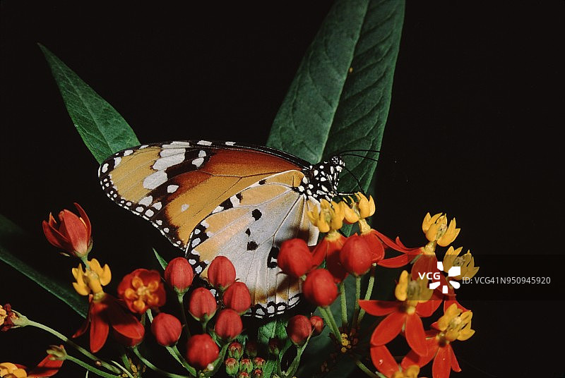 斑虎蝶(Danaus Chrysippus)图片素材
