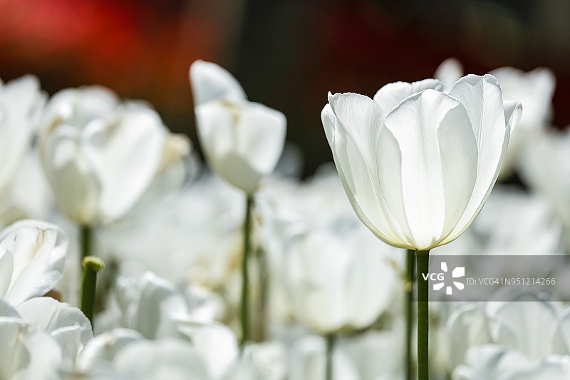 土耳其伊斯坦布尔市花园里的白色郁金香图片素材