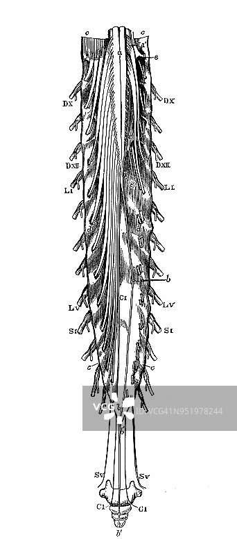 人体解剖学古董插图神经系统:延髓，脊髓图片素材