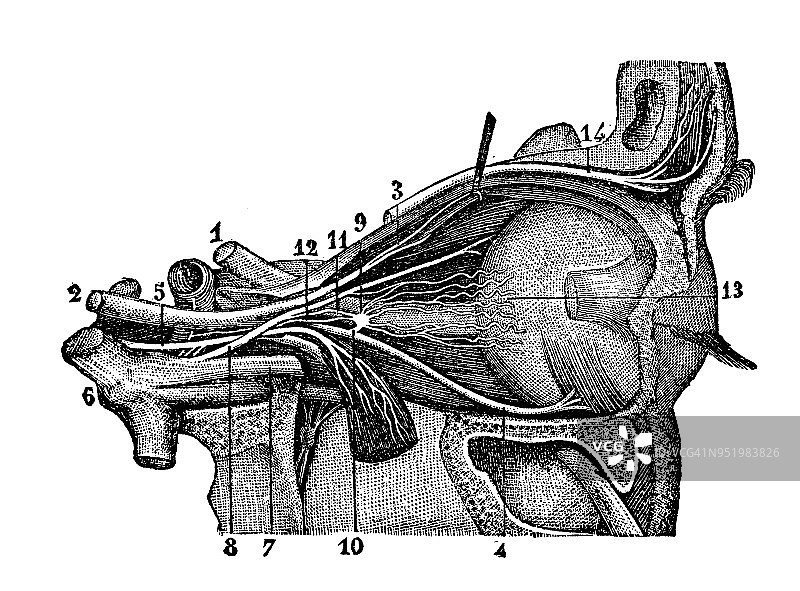 人体解剖学古董插图神经系统:眼神经图片素材