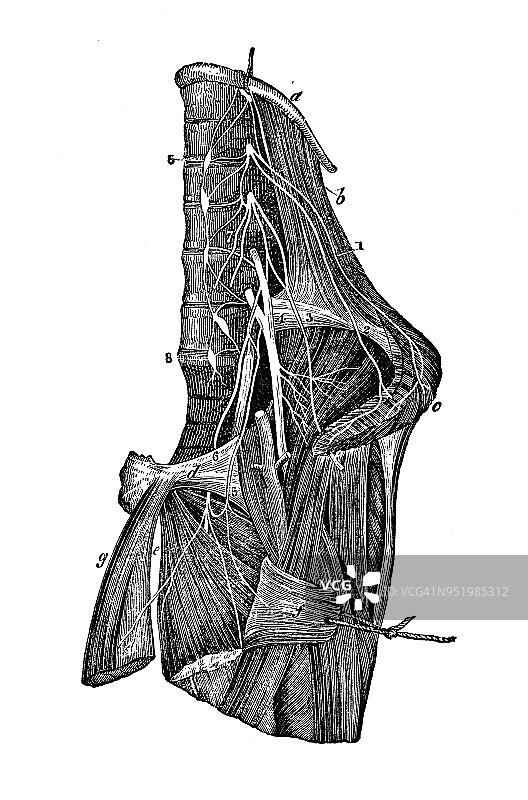 人体解剖学古董插图神经系统:腰丛图片素材