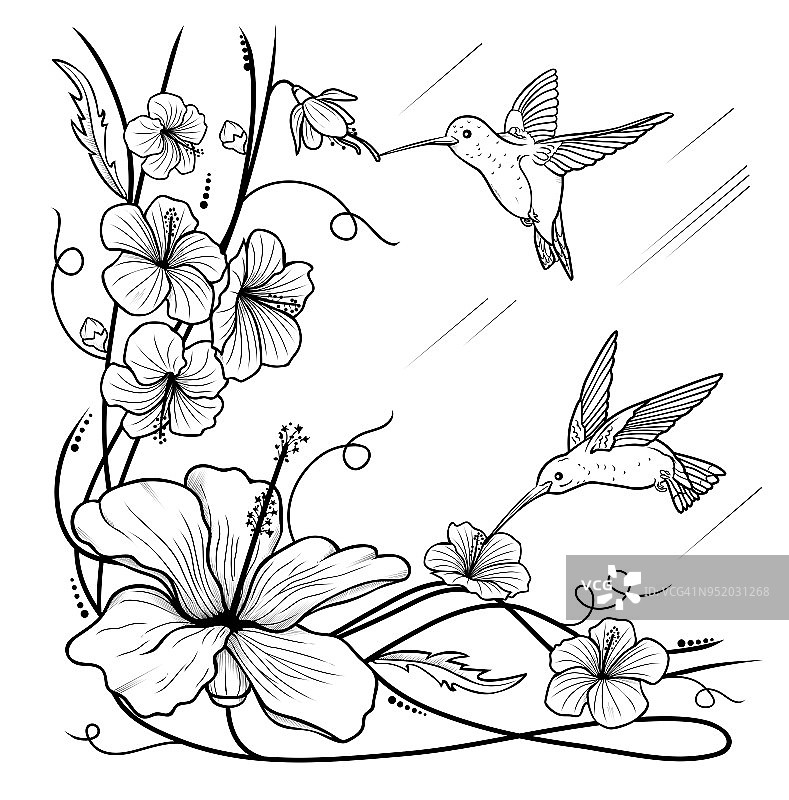 只蜂鸟和鲜花图片素材