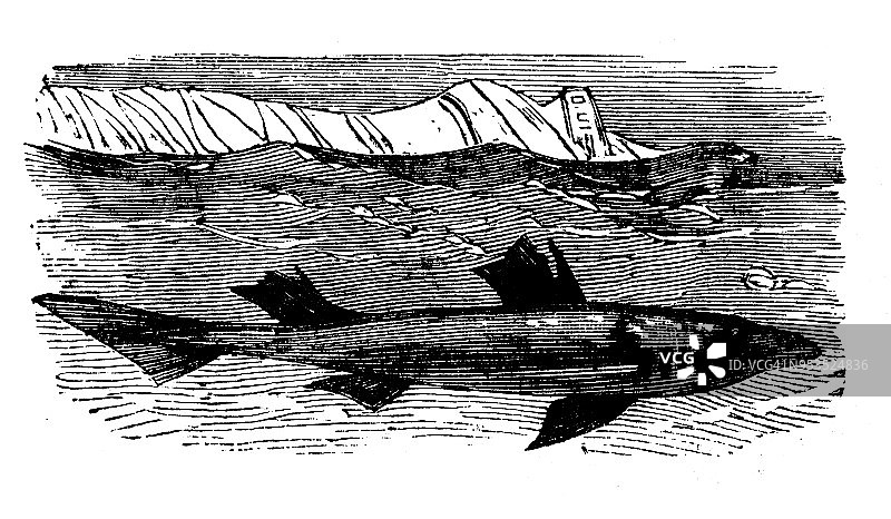 动物仿古雕刻插图:角鲨图片素材