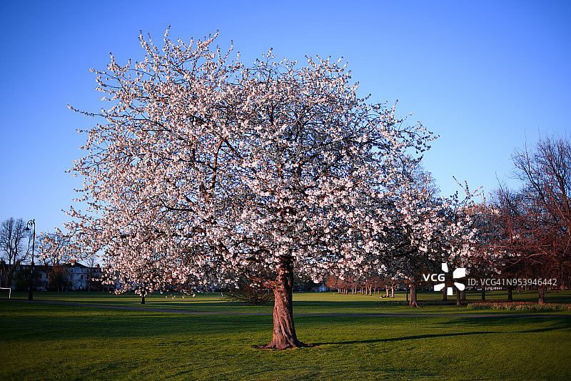 樱花树在春天2图片素材