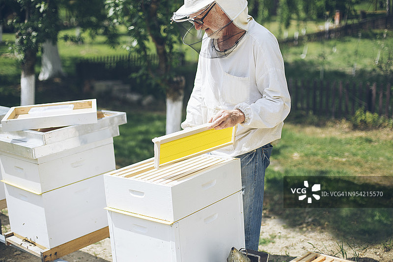 养蜂人在检查蜂箱的蜂窝图片素材